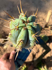 💎👑  Verne’s Glaucus — Chonky 10” Pup