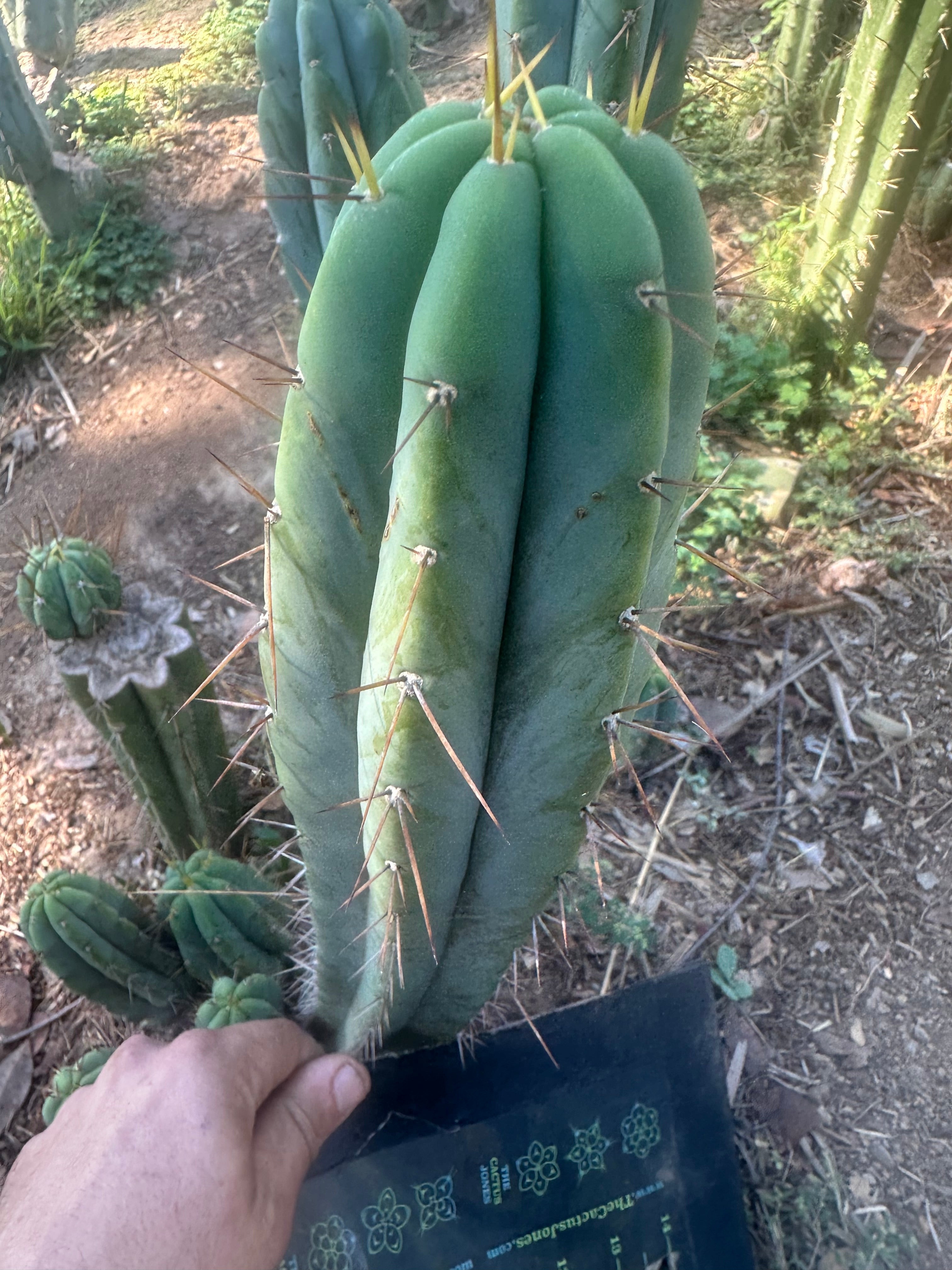 👑🌶️ CA1 Sherman — XL 12” Tip