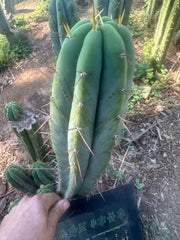 👑🌶️ CA1 Sherman — XL 12” Tip