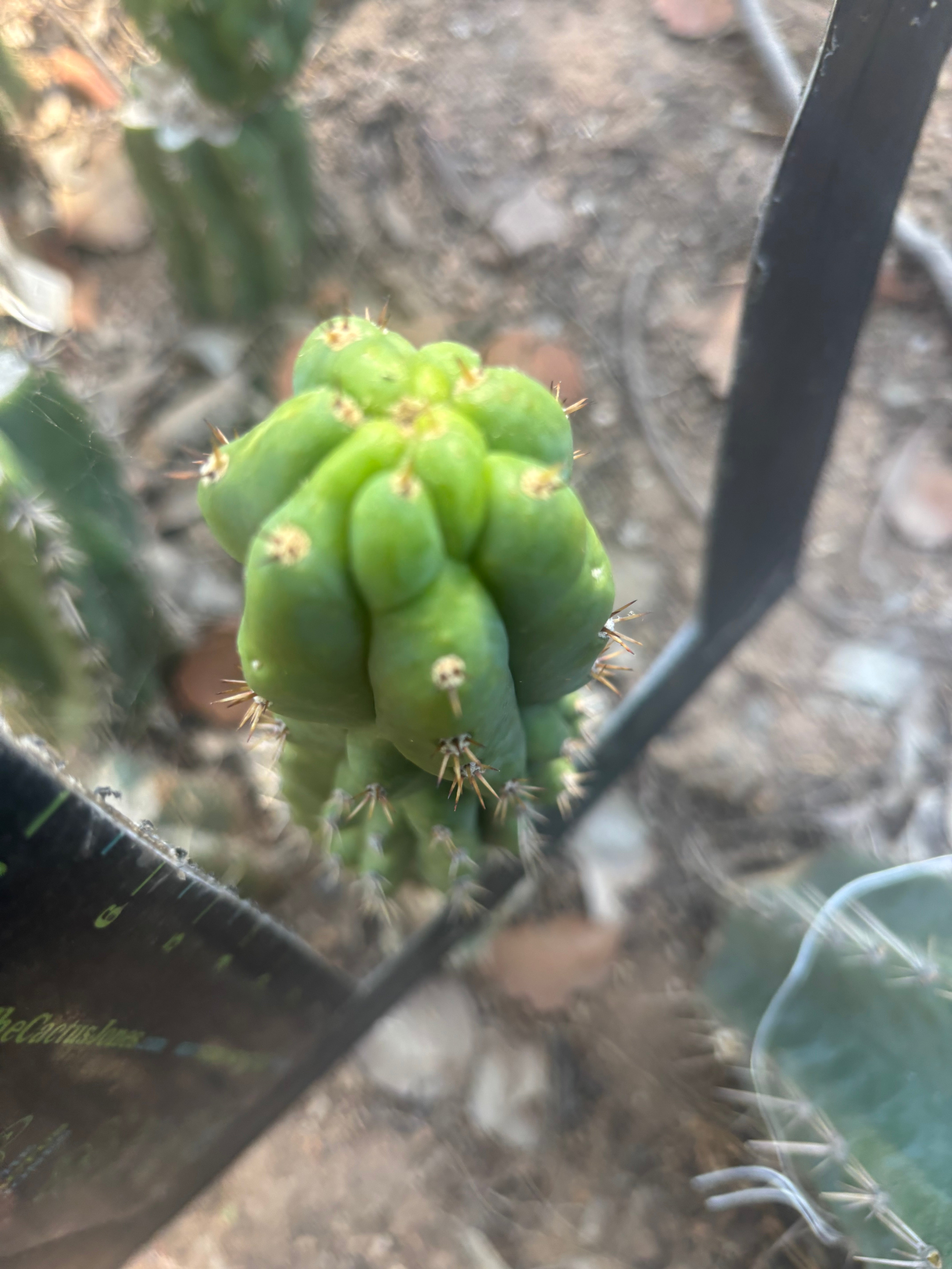👑🐦‍⬛ RJ’s Clone — 8” Tip