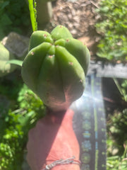 👑🌶️🌶️ Ogun — 10.5” Pup