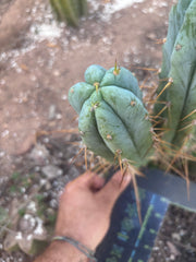 👑🌶️ S.S. Achuma — 10.5” Pup