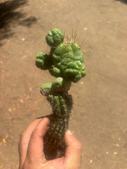 💎👑💎 Havran — Established Multi-Pup Graft on Spachianus
