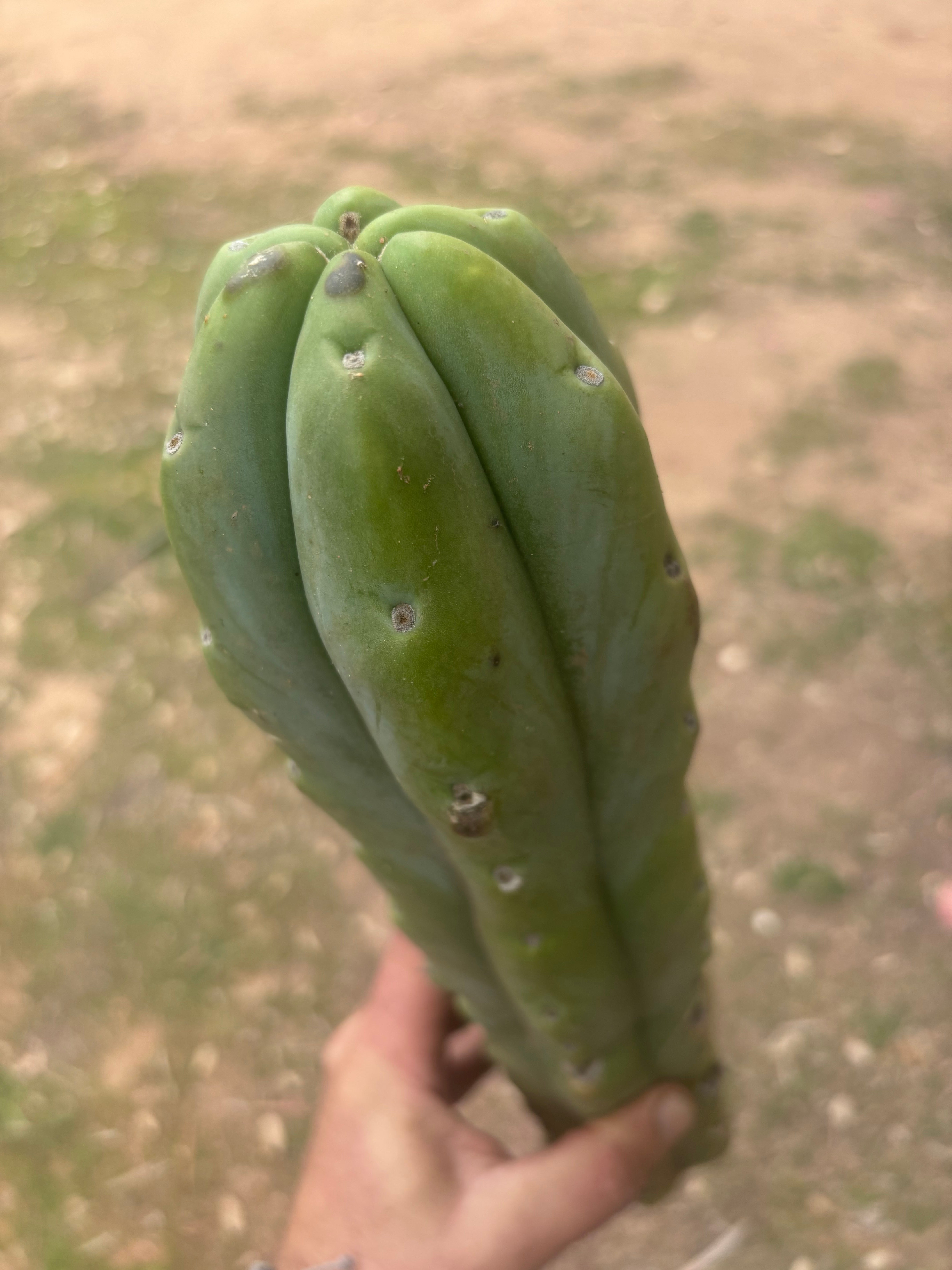 👑🌶️🌶️  Jiimz Twin Spine — XL Mature 15” Tips (Restocked)