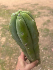 👑🌶️🌶️  Jiimz Twin Spine — XL Mature 15” Tips (Restocked)