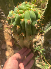 💎👑🐦‍⬛ RJ’s Clone — 9” Tip