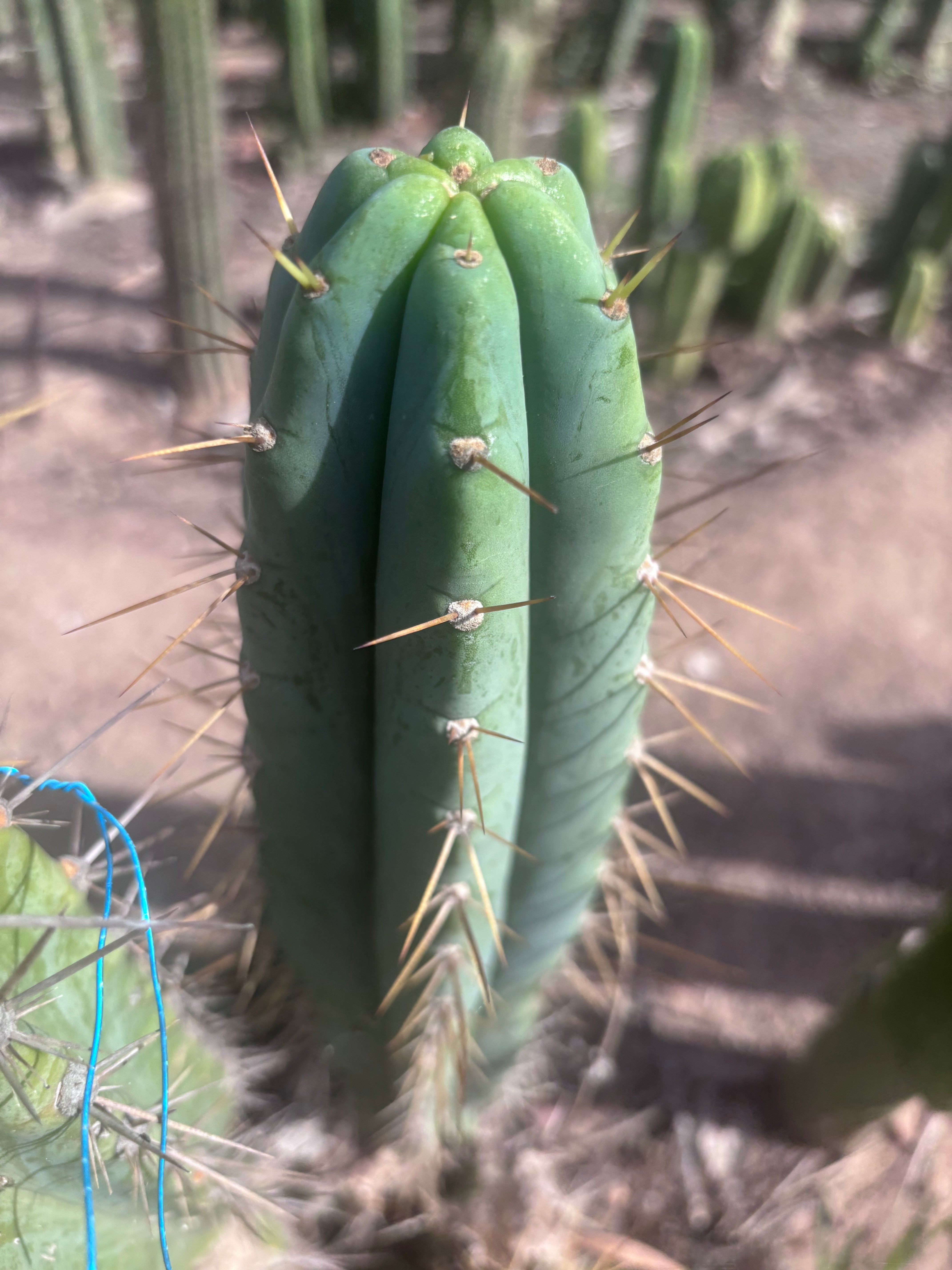 🌶️ 0102 — XL 15” Pup