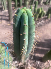 🌶️ 0102 — XL 15” Pup