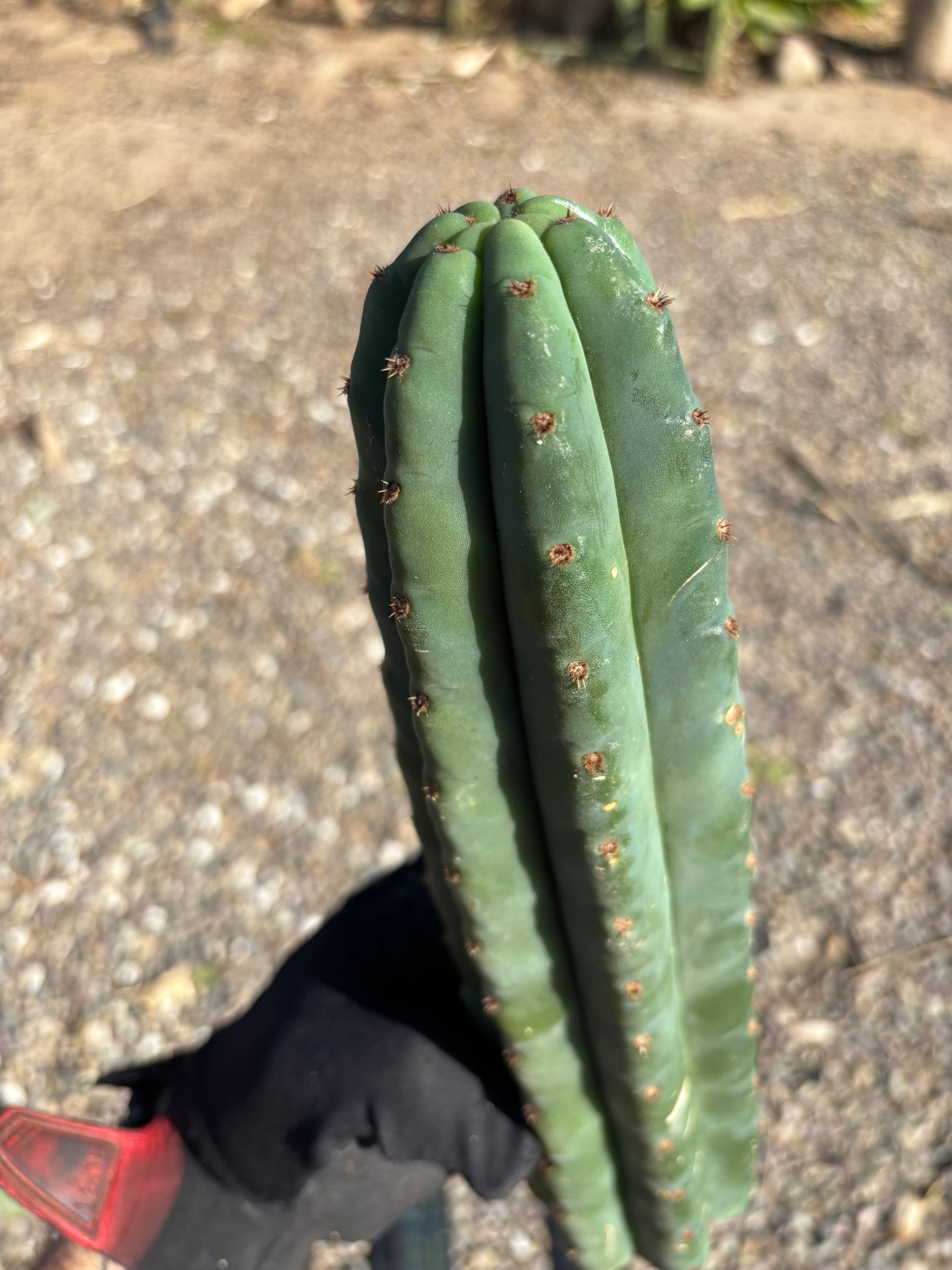 💎👑🌶️ Pierre — 13” Tip