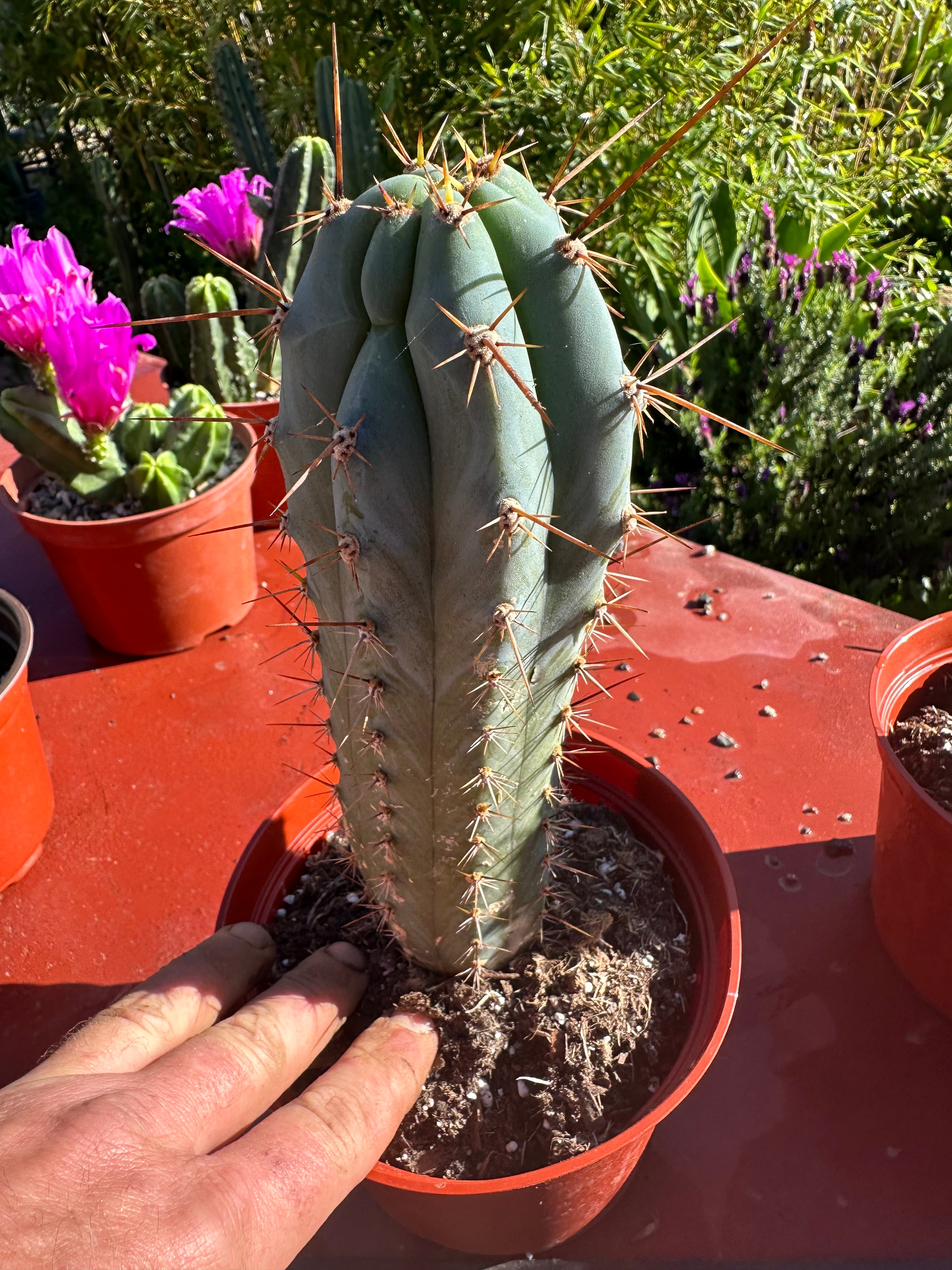 👑💙 Icaros Peruvianus  — Rooted 8” (2)