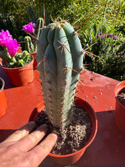 👑💙 Icaros Peruvianus  — Rooted 8” (2)