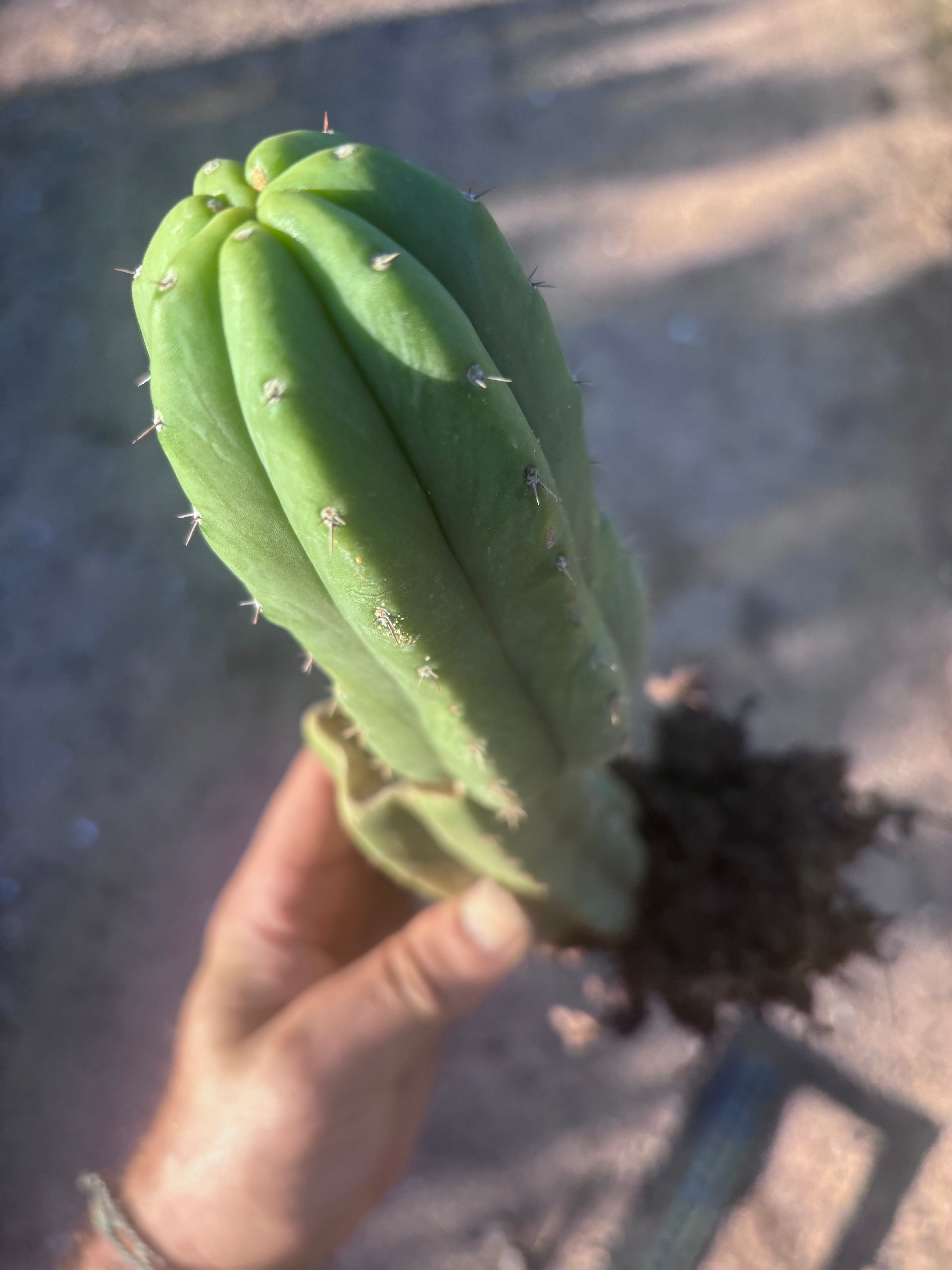 👑🌶️ Genesis — 12” Rooted