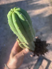 👑🌶️ Genesis — 12” Rooted