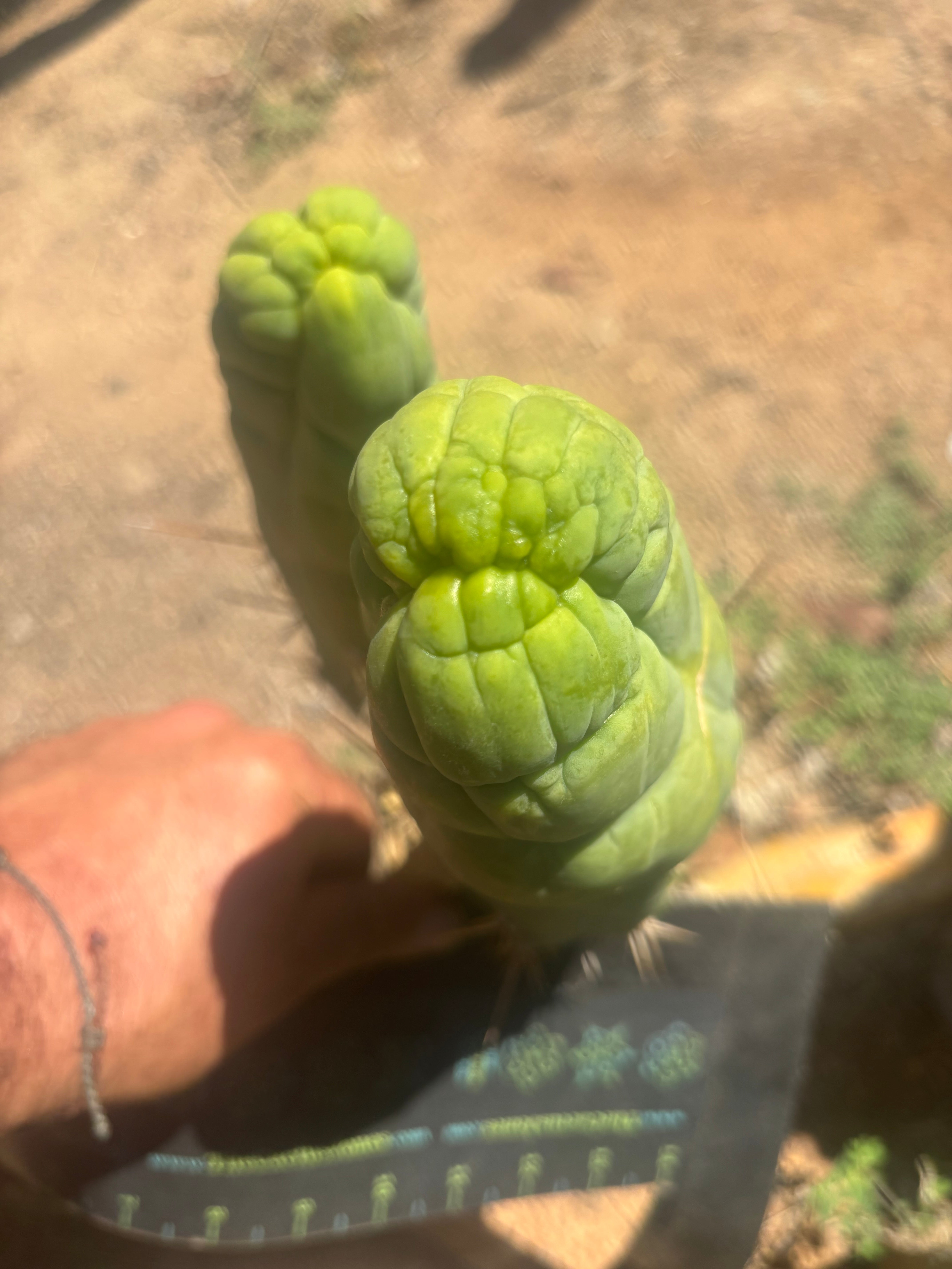 💎👑🐉 Bruce’s Dragon — 8.5” Pup