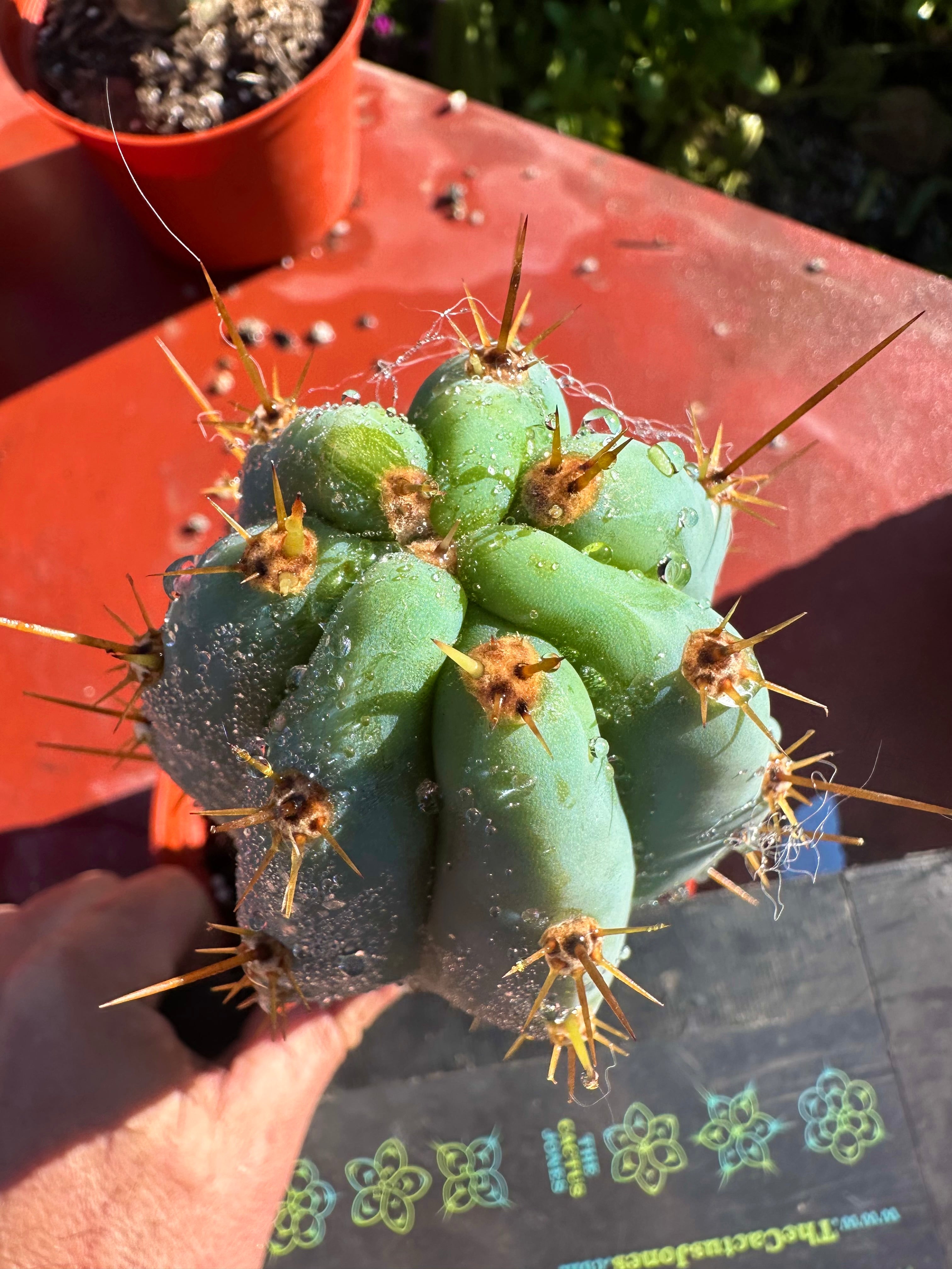 👑💙 Icaros Peruvianus  — Rooted 8” (2)