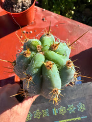 👑💙 Icaros Peruvianus  — Rooted 8” (2)