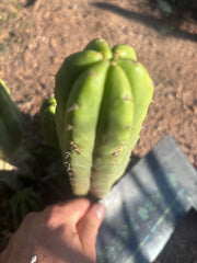 💎👑 JN07 “El Negro” — 8” Tip