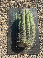 💎⚔️ Taq-Sheckii — Beastly Pups (2)