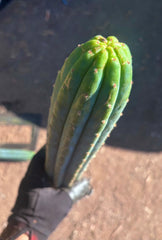 👑🌶️ Ventucky Blue — 16” Tips