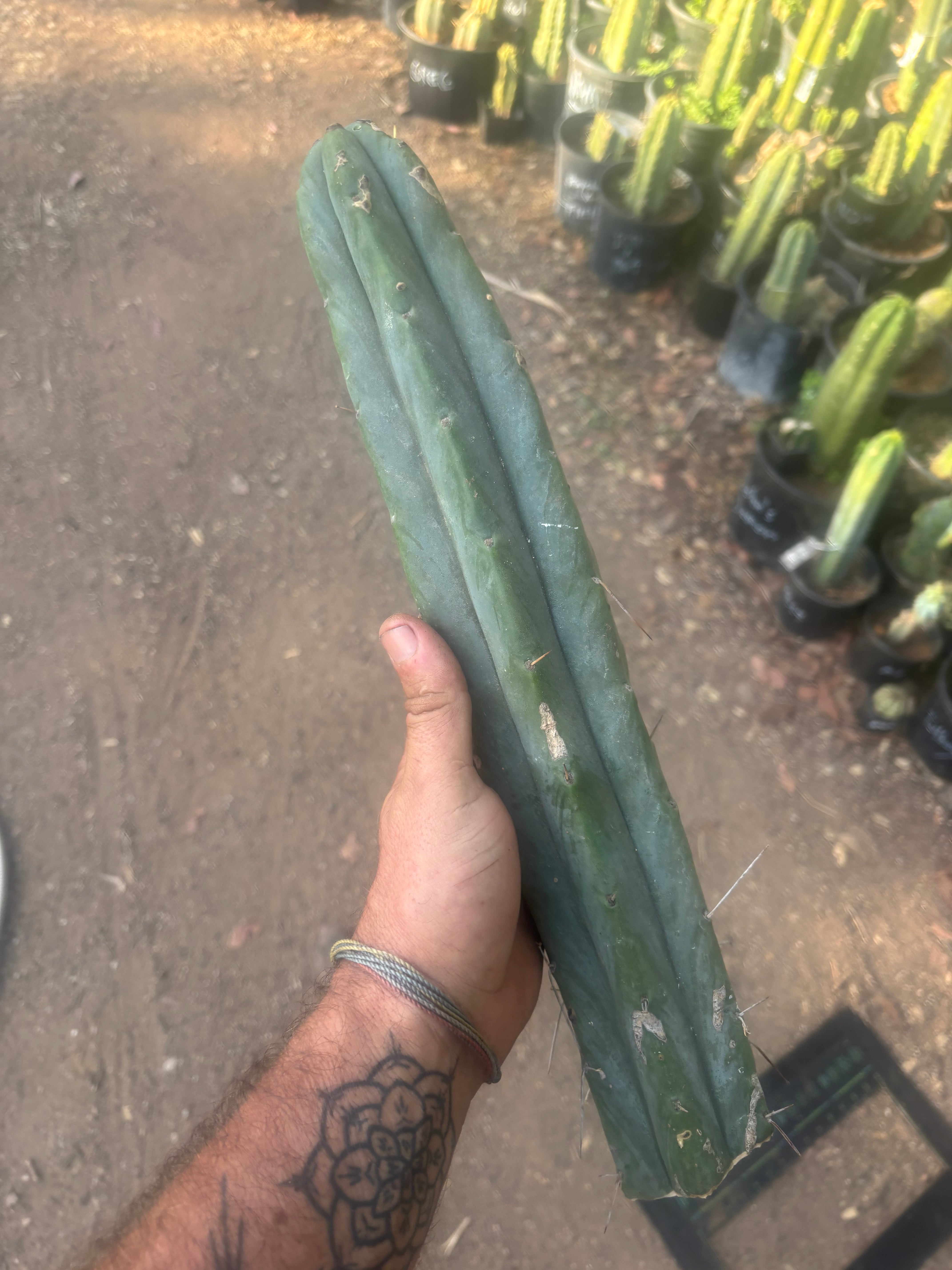 👑🌶️🌶️  Jiimz Twin — XL 15” Tip