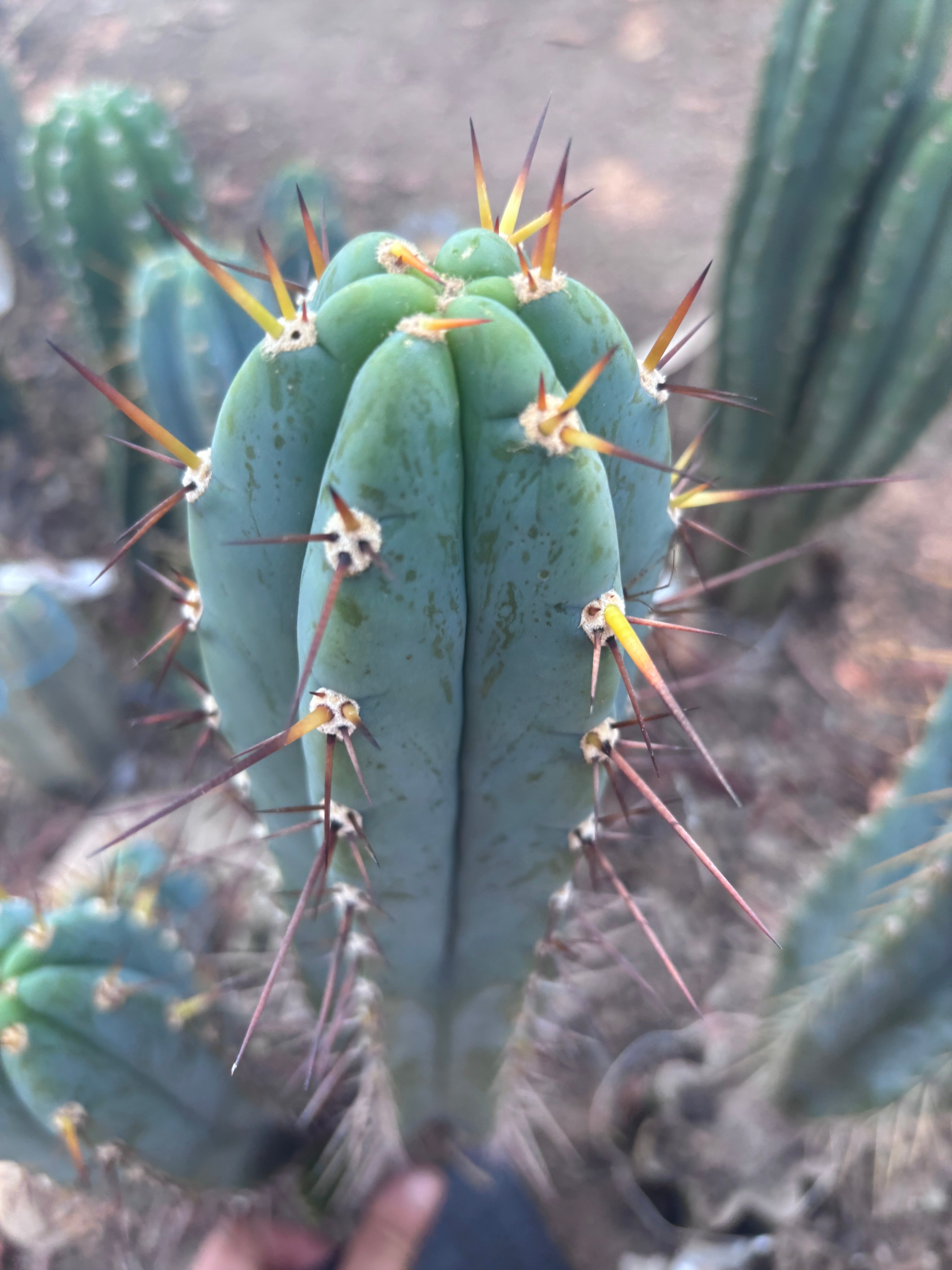 💎👑💎 Rosei 2 — XL 15” Pup