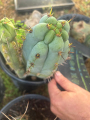 💎👑💎  Nubs! — 7” Tip