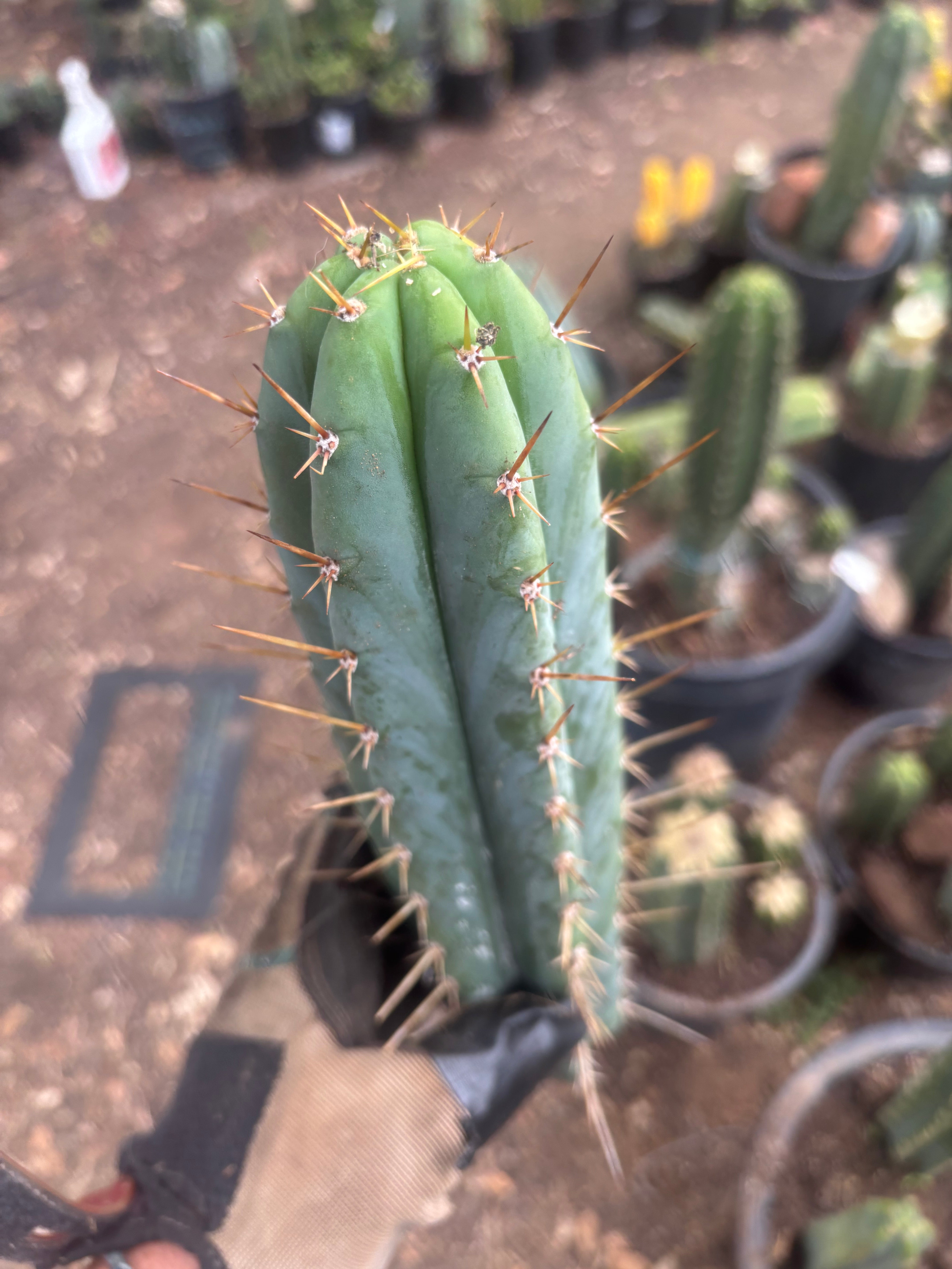 👑🌶️  Kundalini Sunshine — 14” Tip