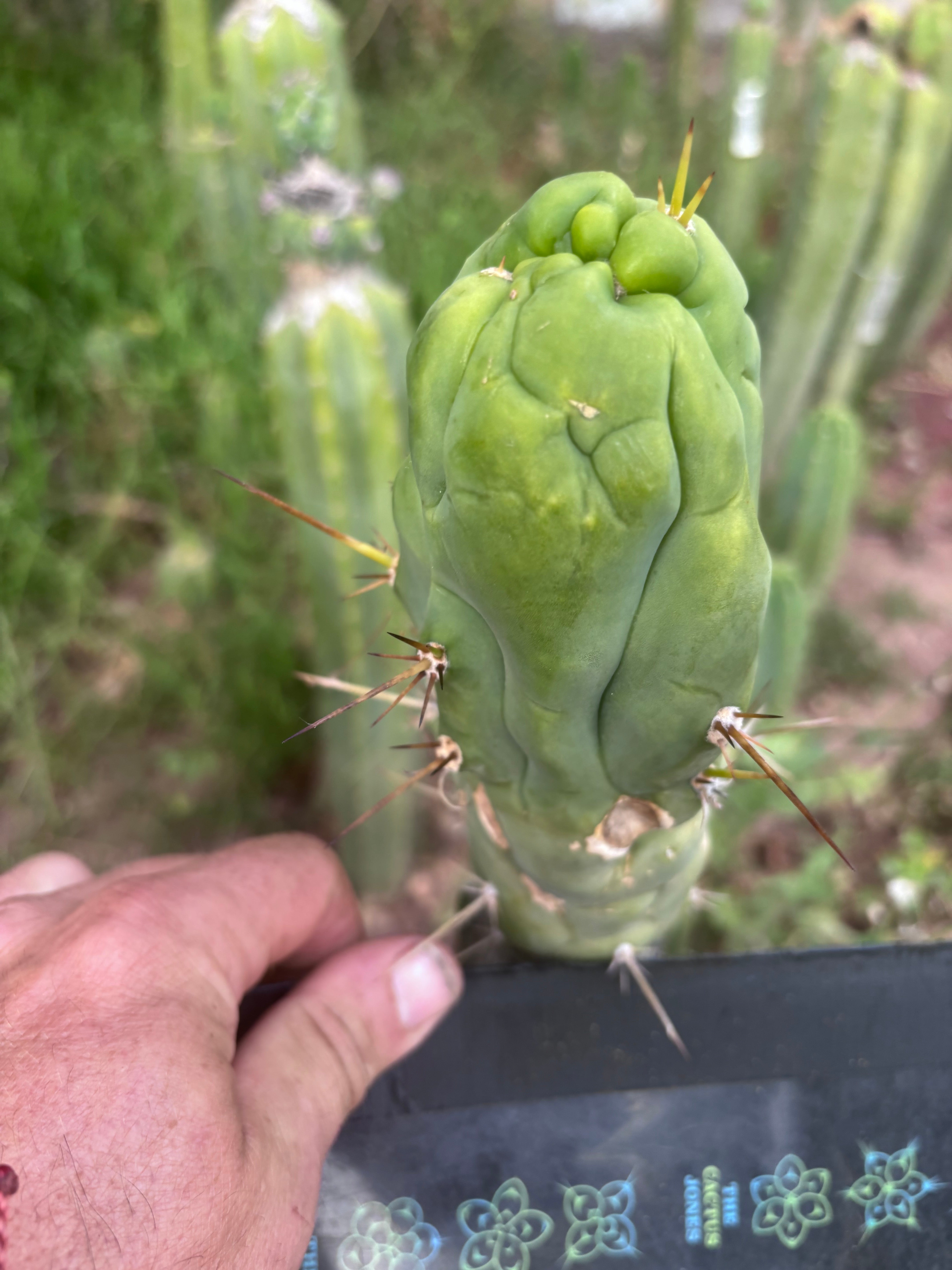 💎👑 Bruce’s Dragon — Chonky 6” Tip