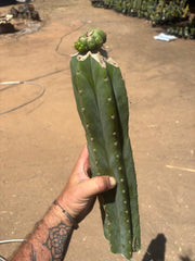 💎👑💎 Havran — XL Butt Graft w/ Pup
