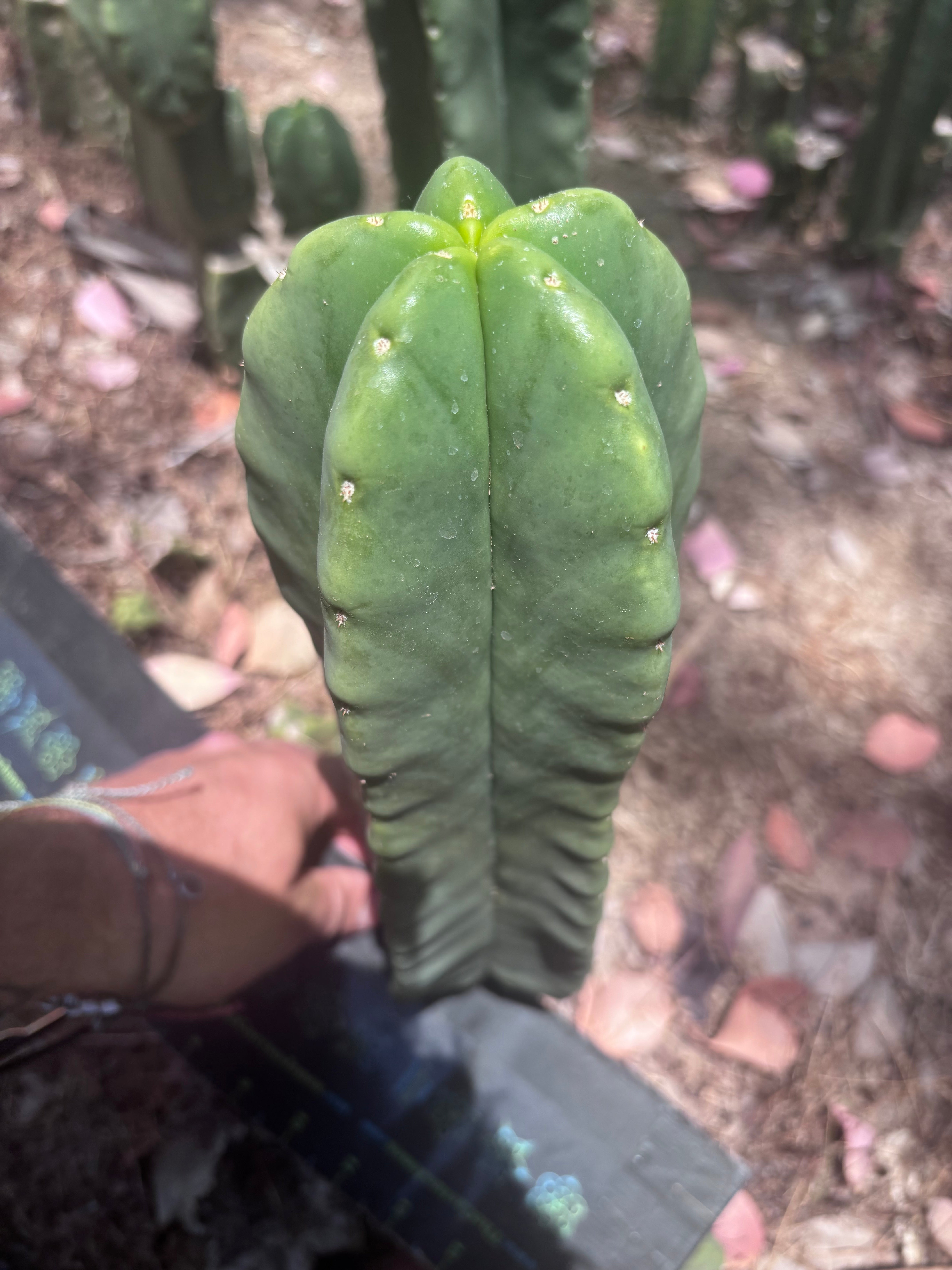 👑💎🌶️ Zulk — Fat 12” Pup