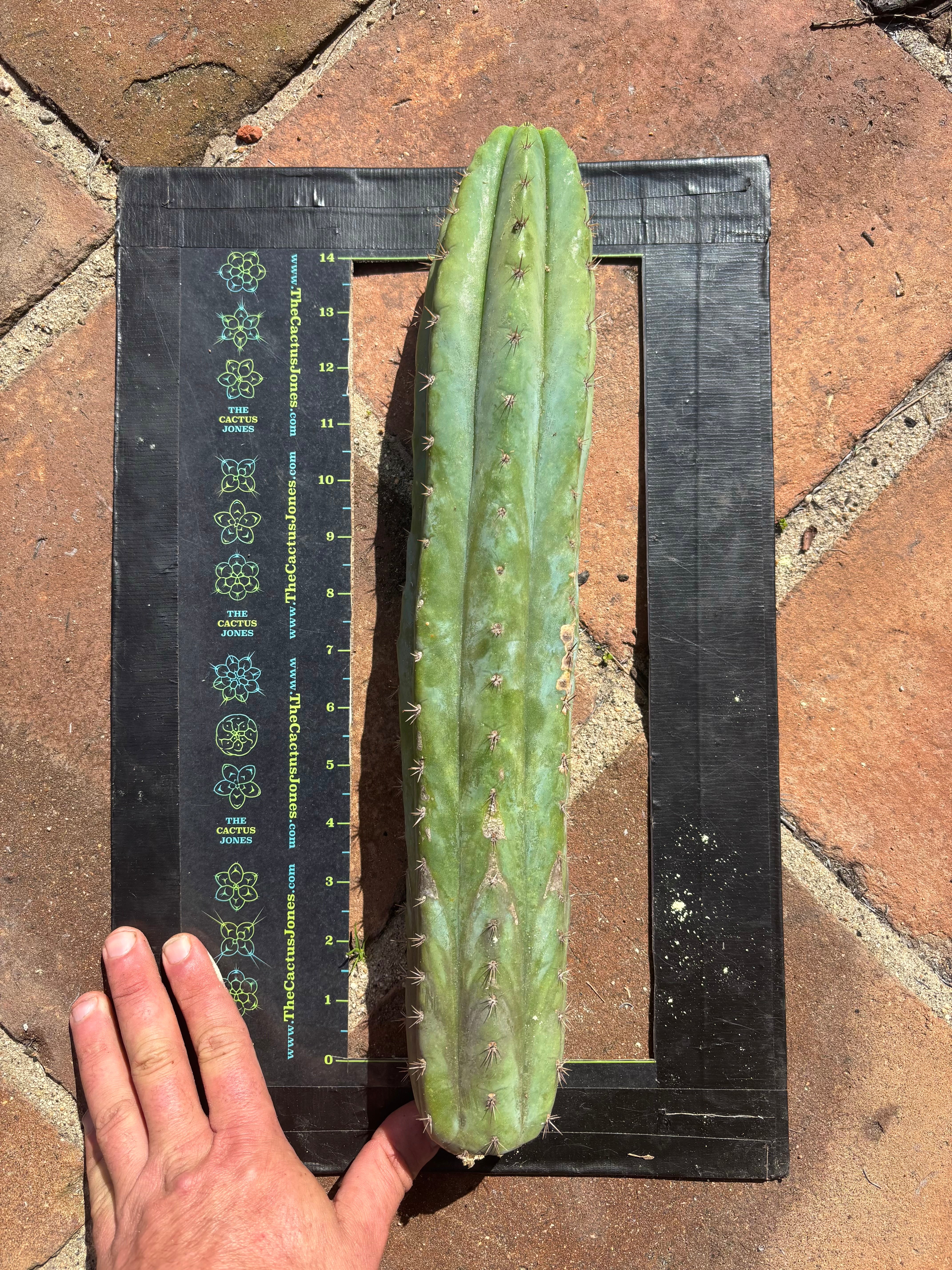 👑🌶️ Ventucky Blue — XL 16” Pup