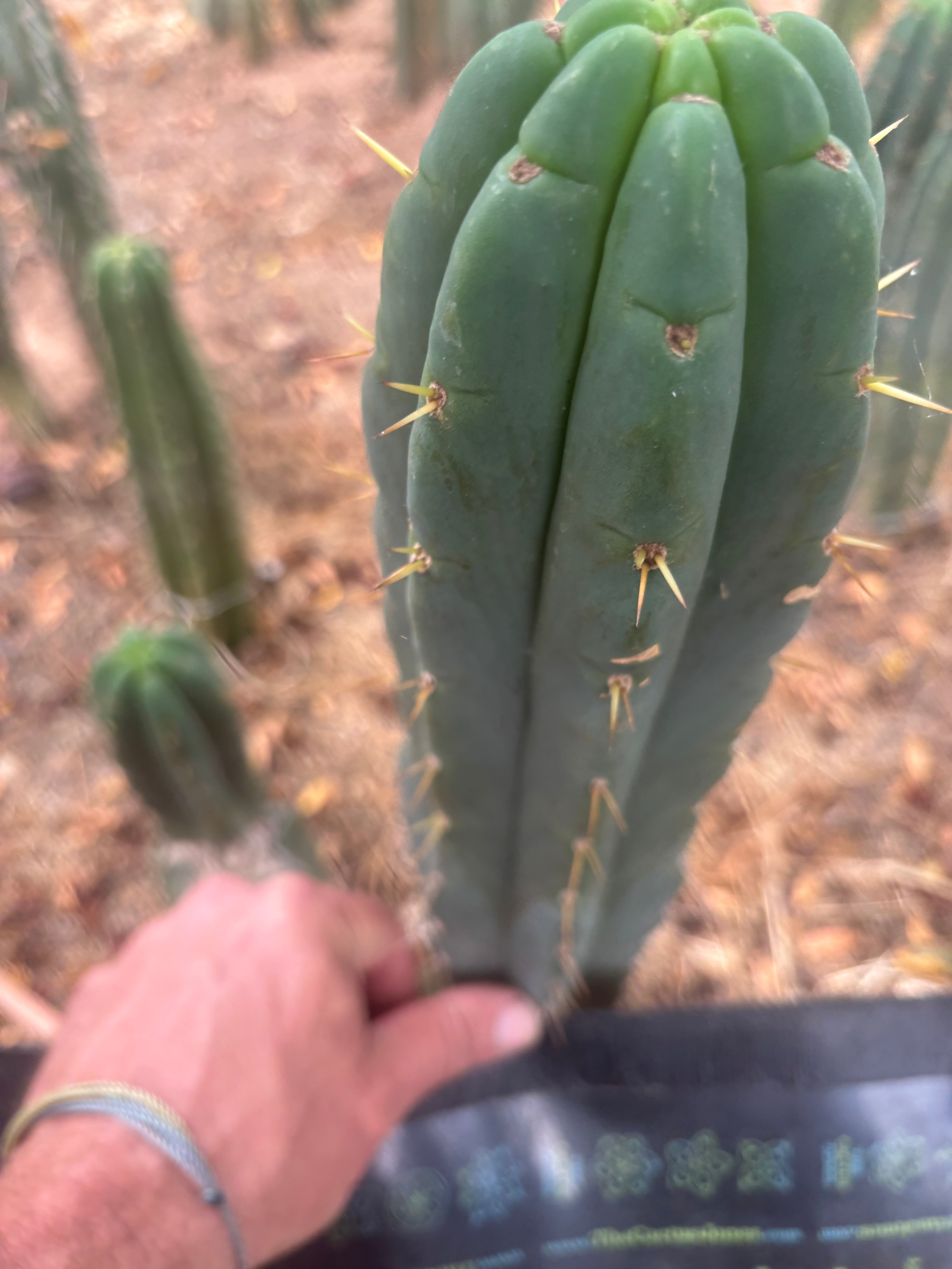 💎👑💎 Amazonas — 11” Tip