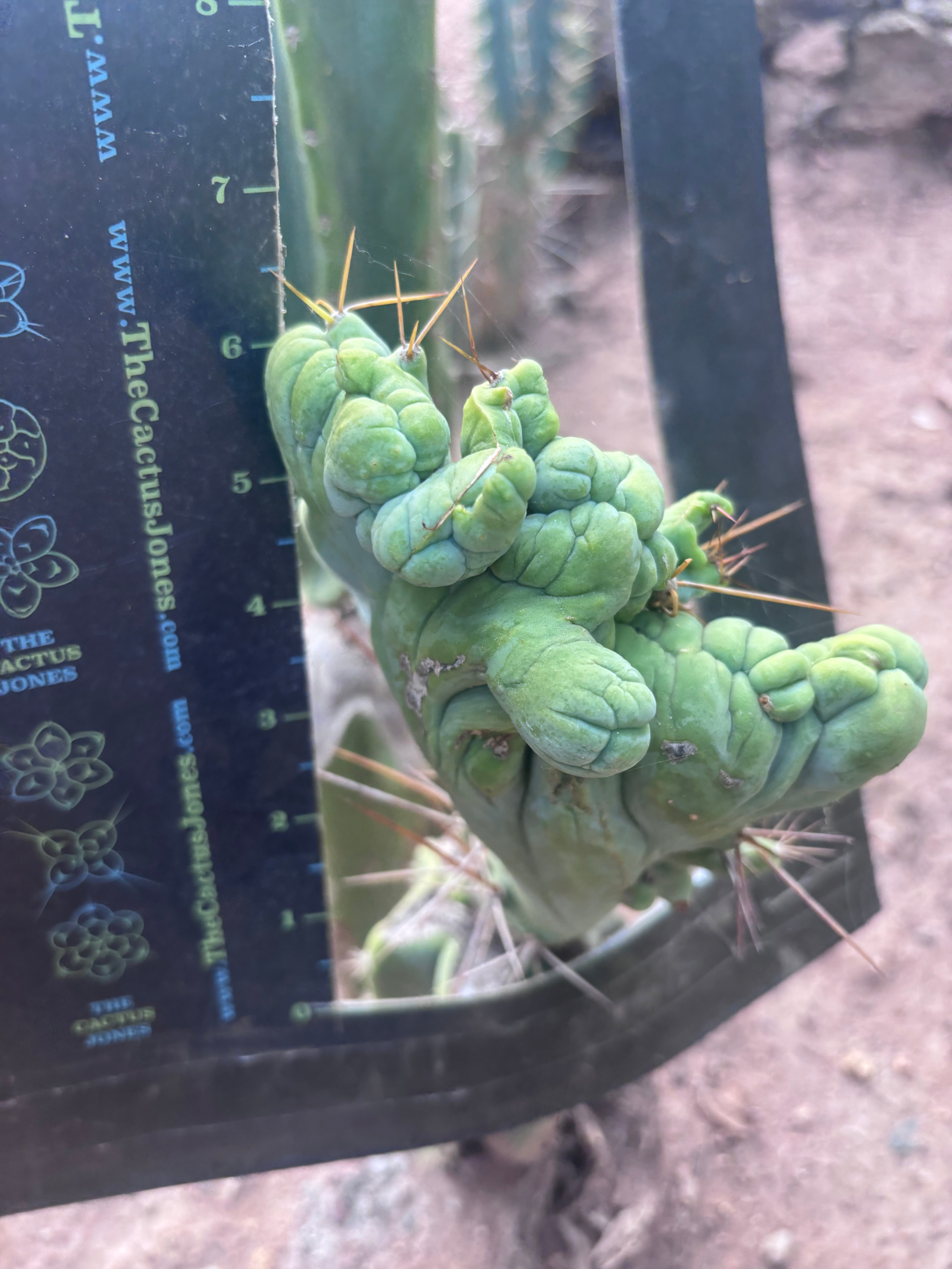 👑💎🌶️🌶️ TBMC — 6” x 7” Crest