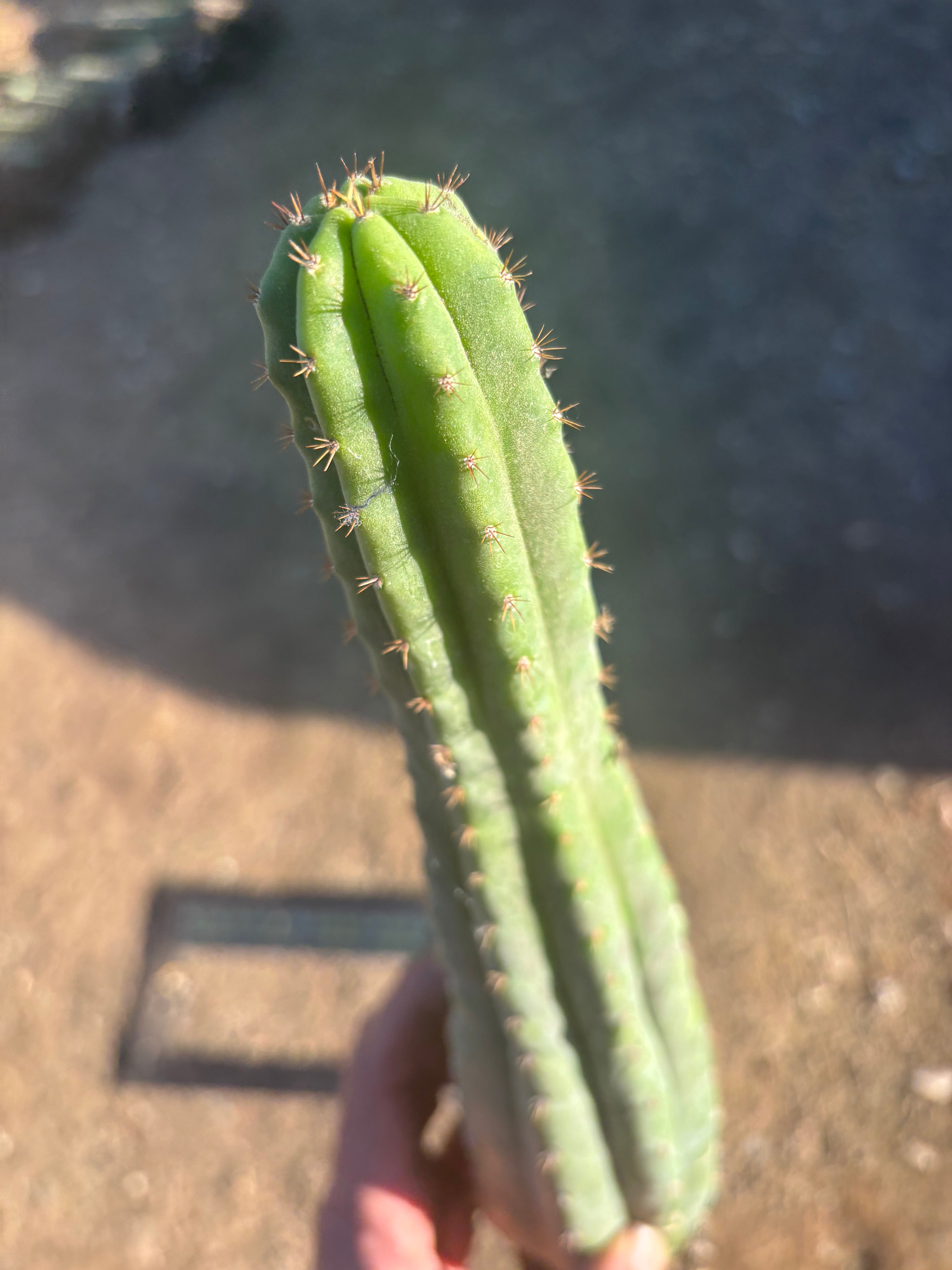👑🌶️ Ventucky Blue — Fully Rooted 14” Tip