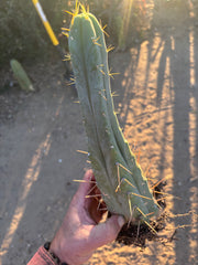 👑🌶️🌶️ Eileen — Rooted 11” Tip