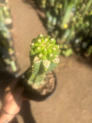 💎👑💎 Tetris — Pup Graft on Rooted 14” PC