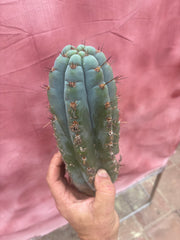 💎👑💎 Papa Smurf — 11” Pup