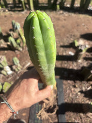 👑🌶️ Ecuadorian Pach — Rooted 15”