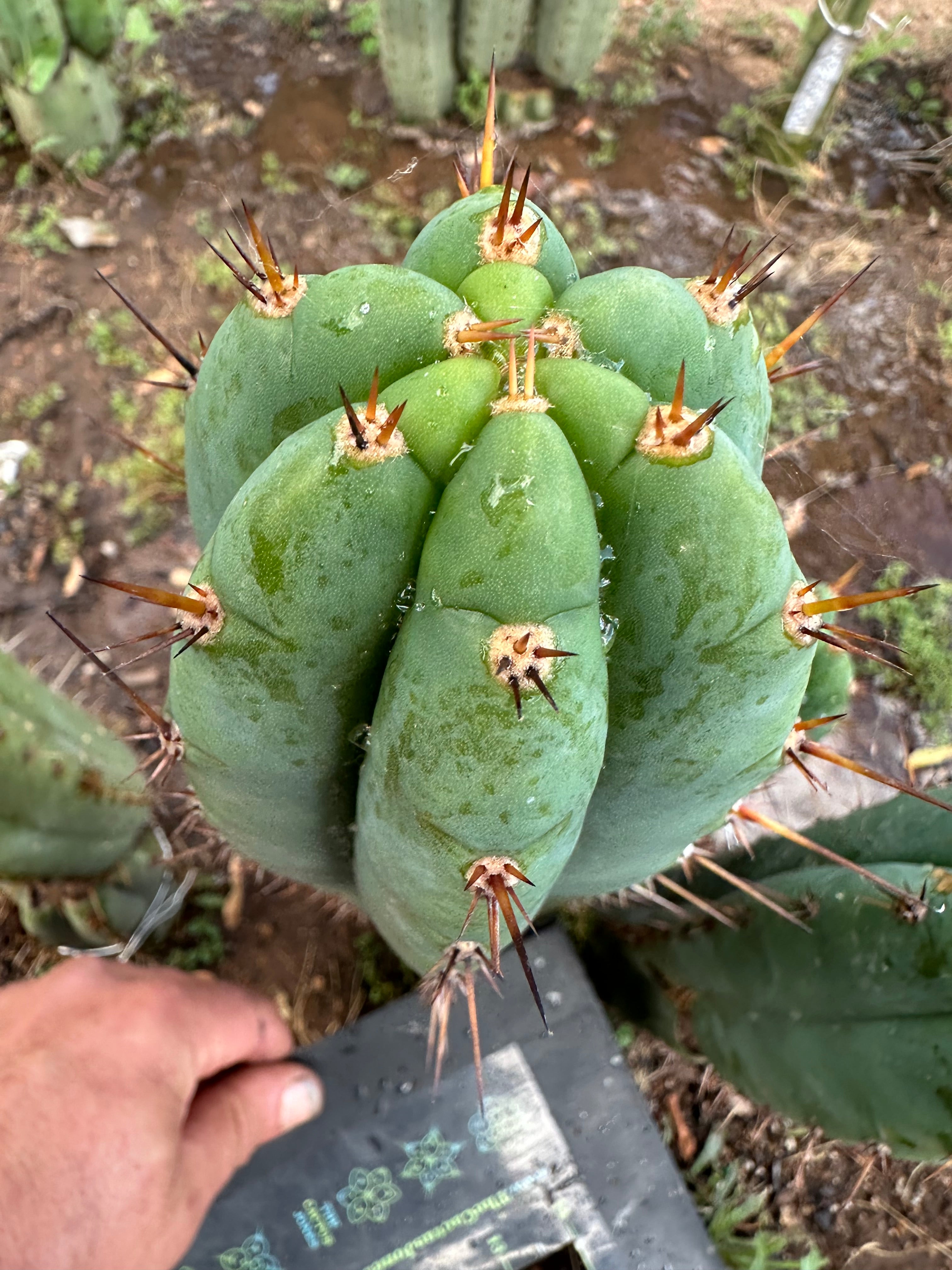 👑💎🌶️ Kimnach — Perfect 10” Tip