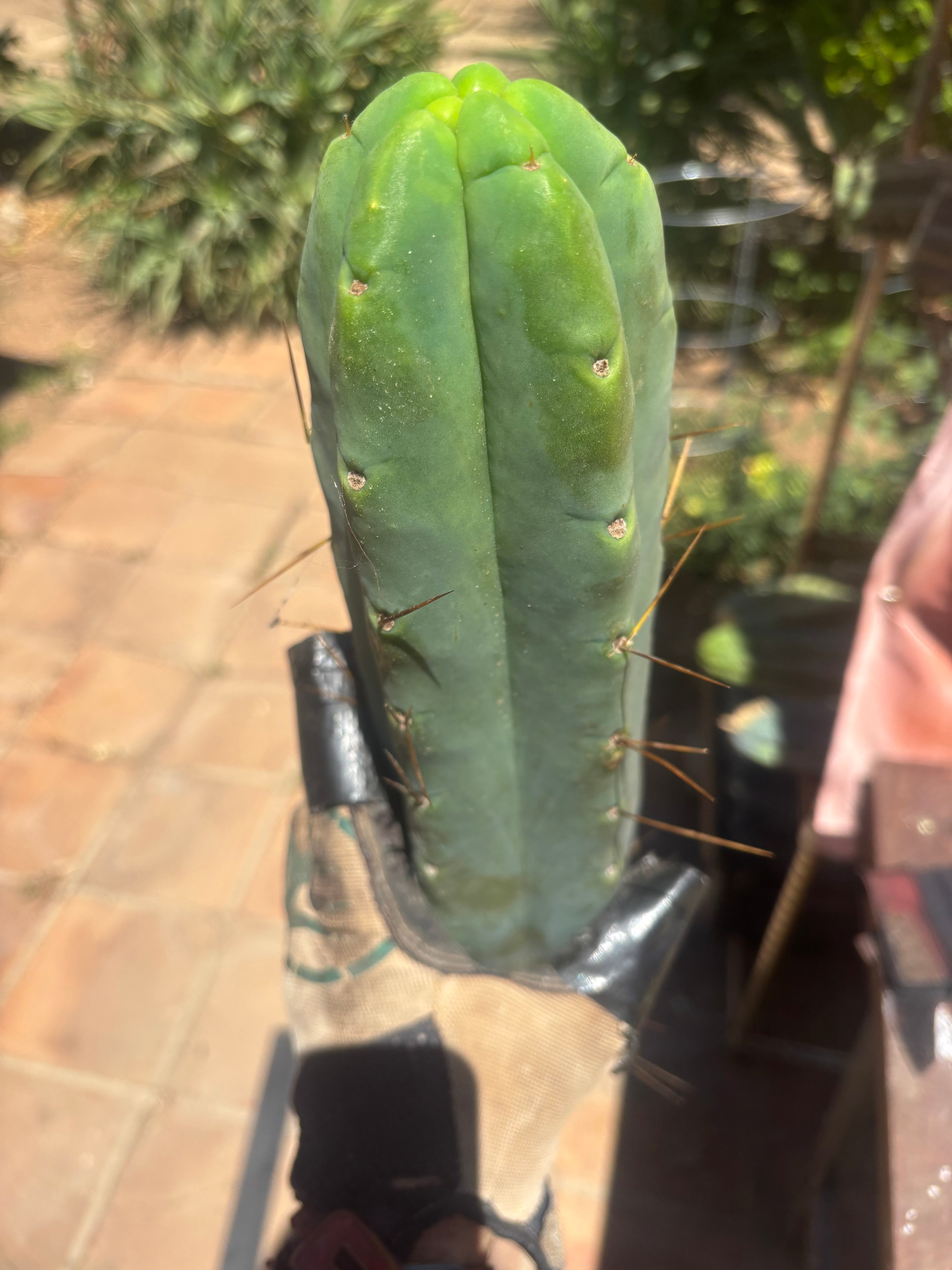 👑💎🌶️🌶️ Eileen — 15” Mega Tip