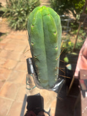 👑💎🌶️🌶️ Eileen — 15” Mega Tip