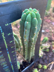 👑🌶️ Blue Ecuador — XL 15” Pup
