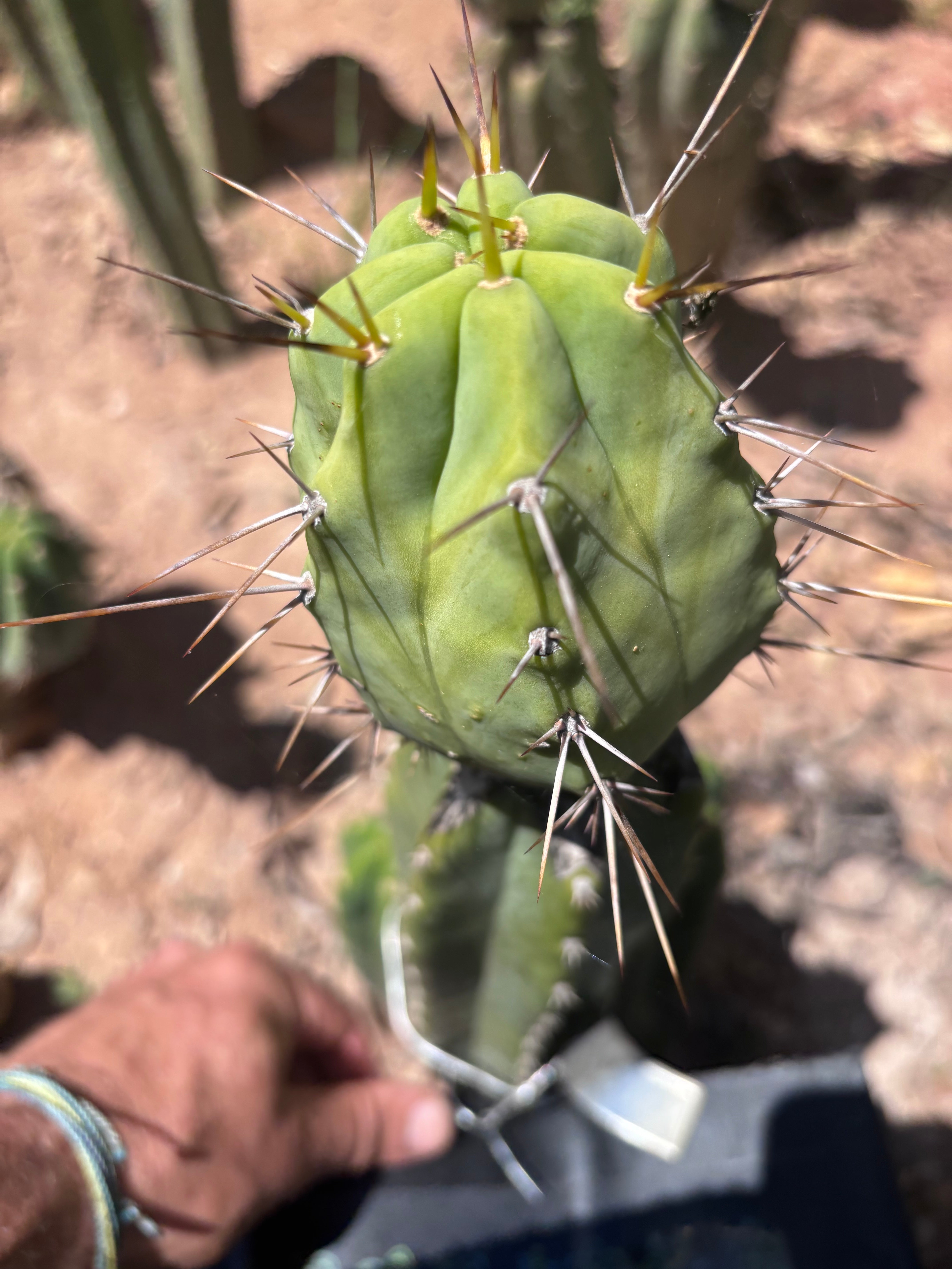 👑💎🌶️  CSD — Large Tip Graft