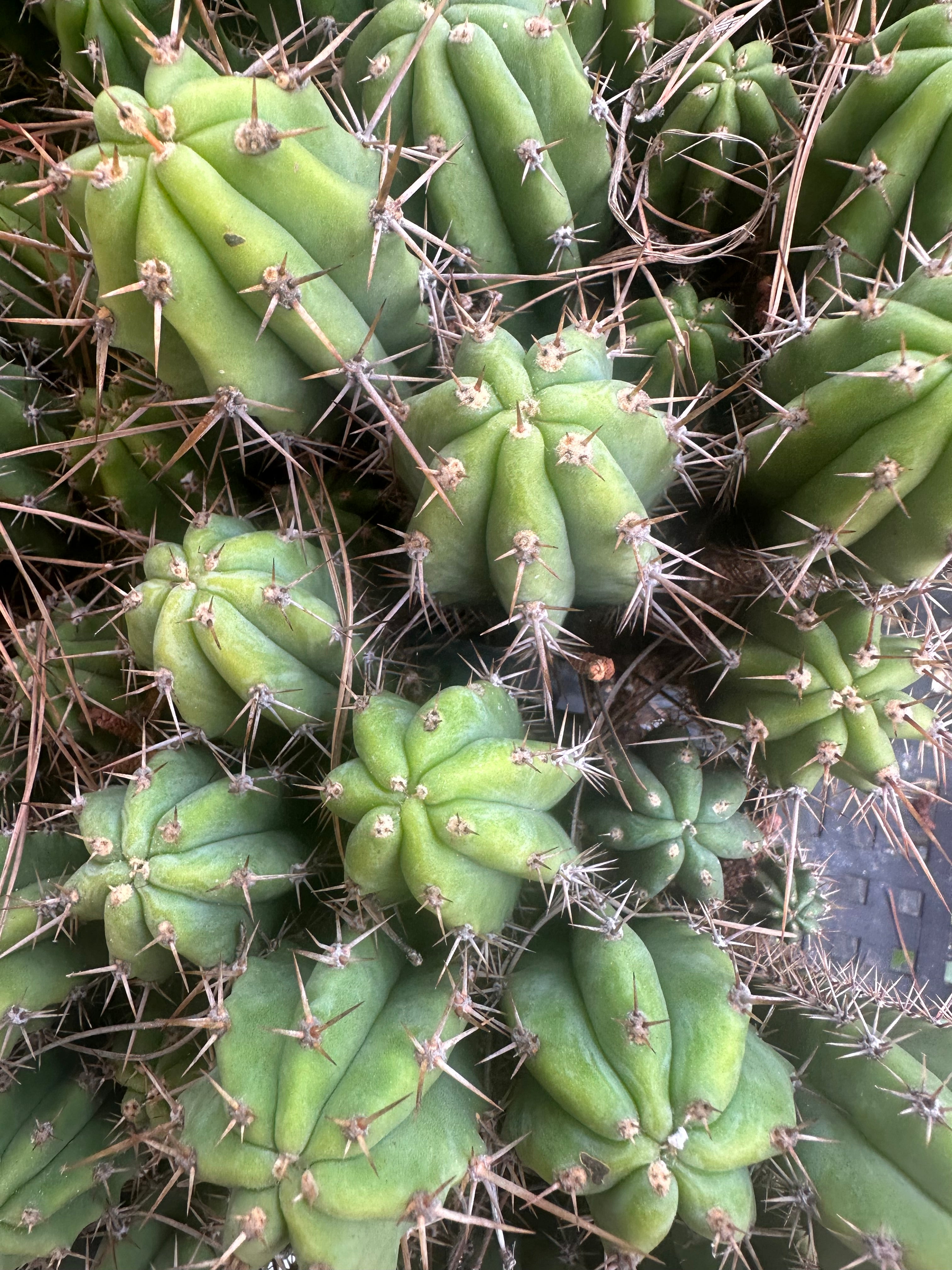 Latest Seedlings! Ventucky Blue x Fillmore