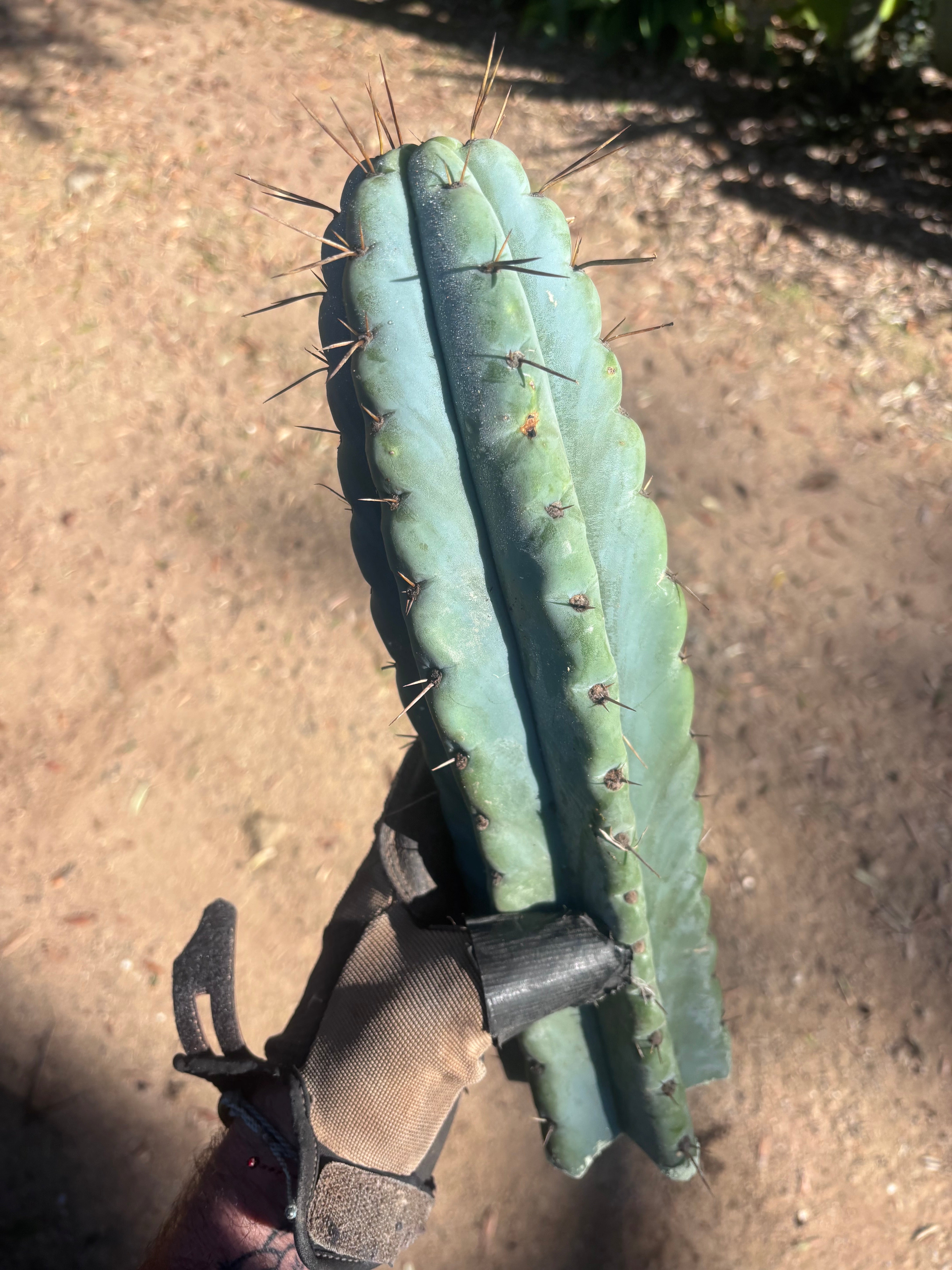 💎🌶️ NOM — XL 14” Tip