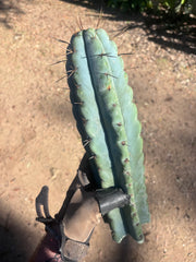 💎🌶️ NOM — XL 14” Tip