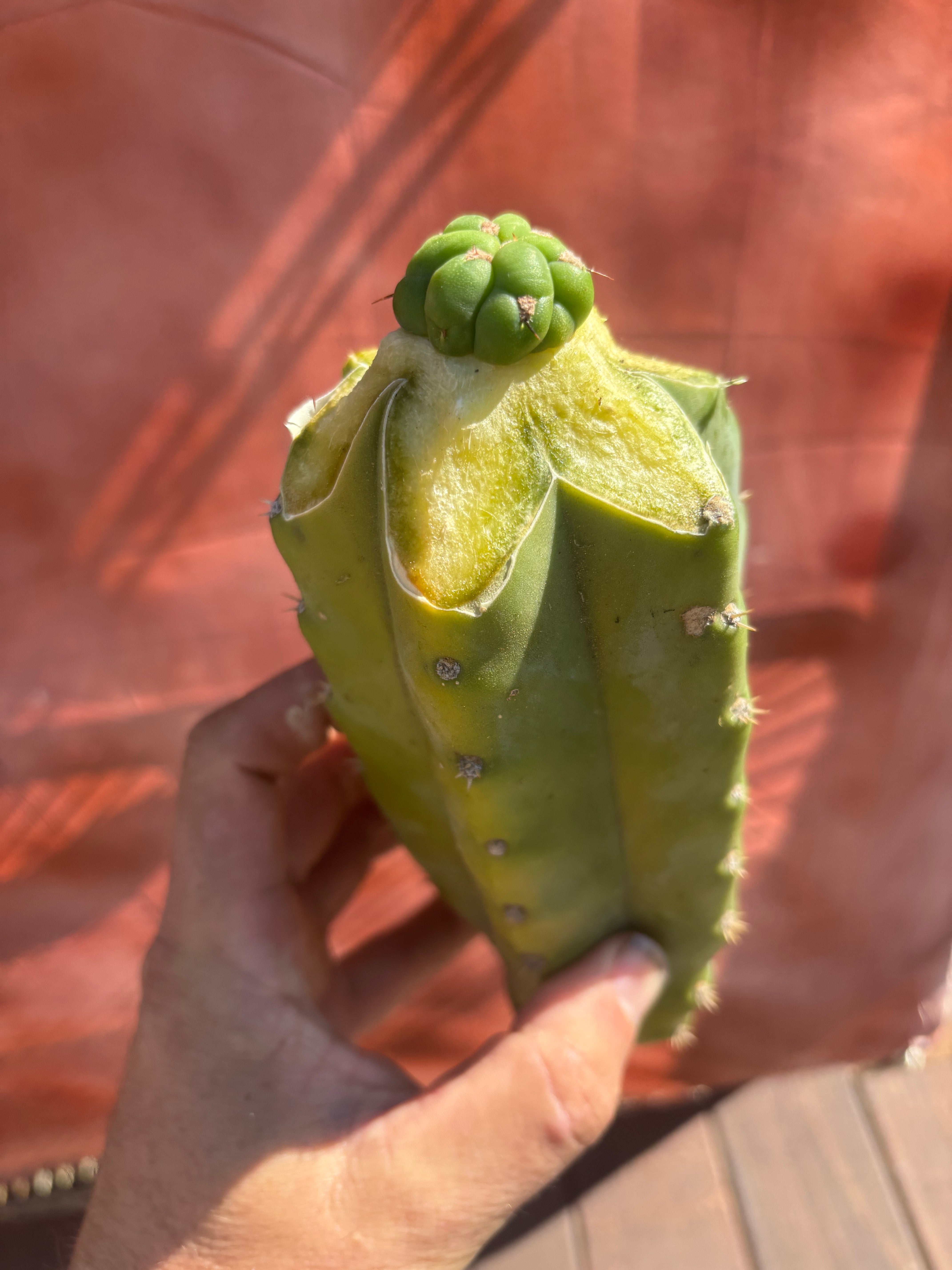 💎👑💎 Havran — Tip Graft Preorder (Restocked)