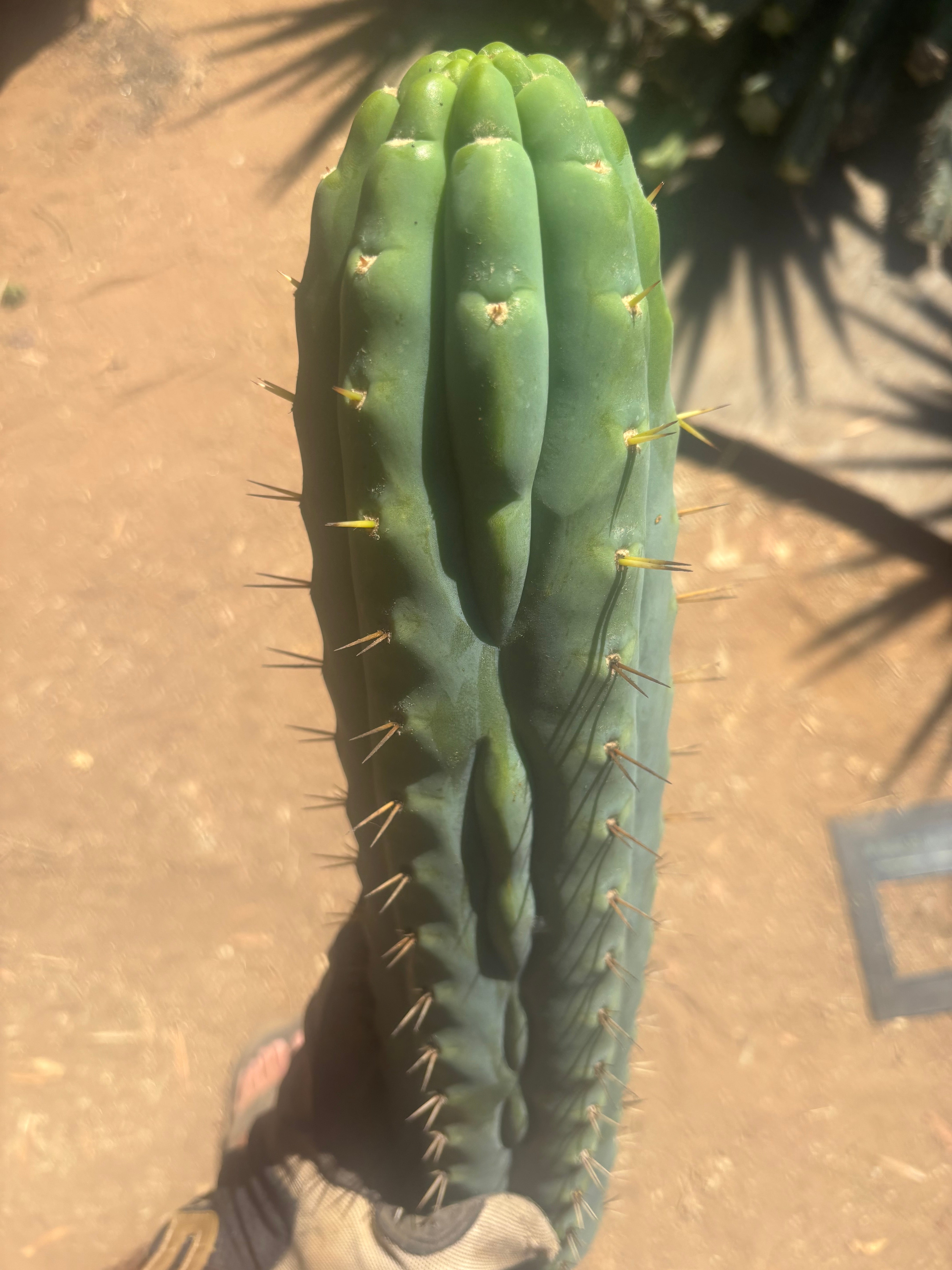 💎👑🌶️  Ashdod — XL 17” Magnum Tip