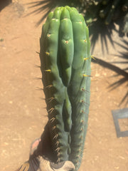 💎👑🌶️  Ashdod — XL 17” Magnum Tip