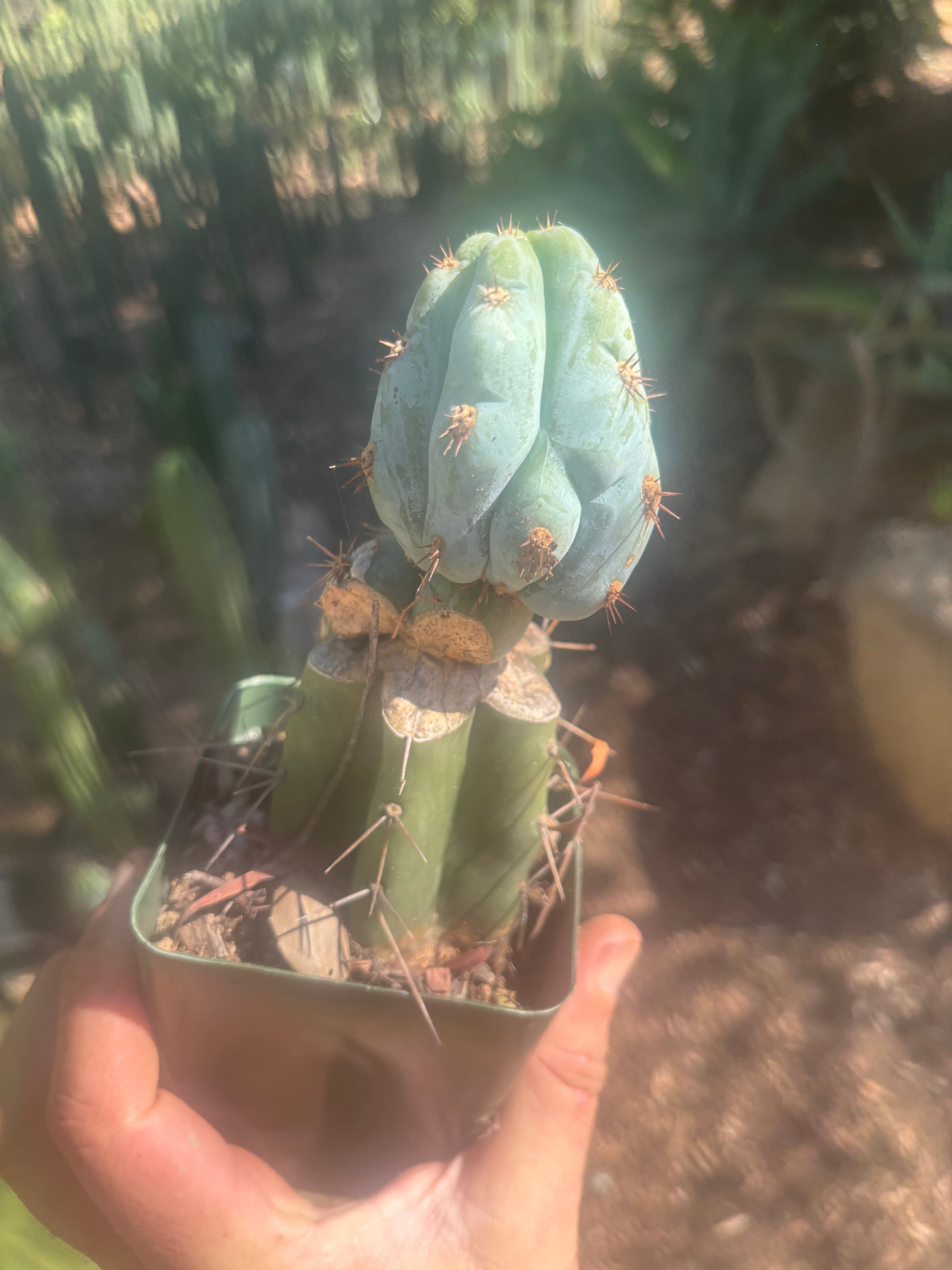 💎👑💎  NUBS — Pupped Slab Graft on Rooted Hammer